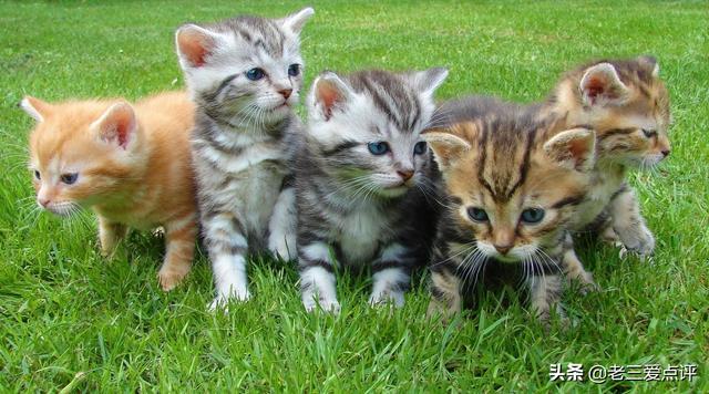 索马里猫为什么难饲养:为什么很多人领养猫的时候都不要成年猫？