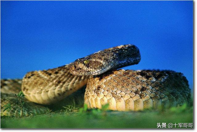毒虫叮咬:农村夜里睡觉被毒虫咬伤怎么办？