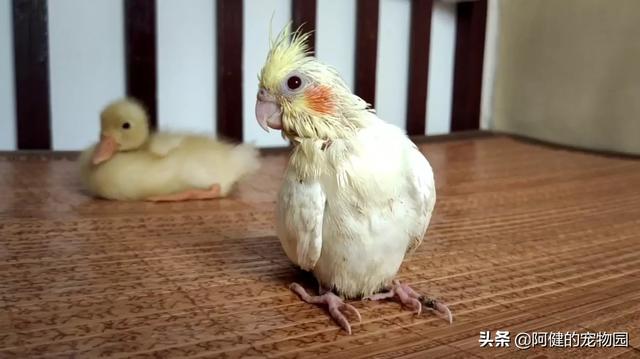 什么宠物最粘人？