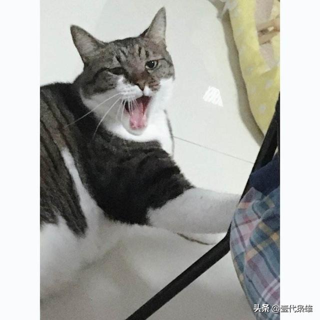 猫为什么喜欢吃鱼答案:猫为什么喜欢吃老鼠和鱼？