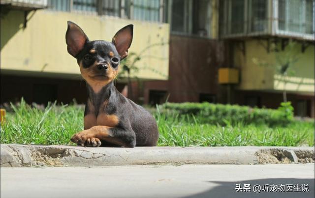 鹿犬:小鹿犬的腿打哆嗦，是怎么回事？是缺钙吗？ 鹿犬千万别养