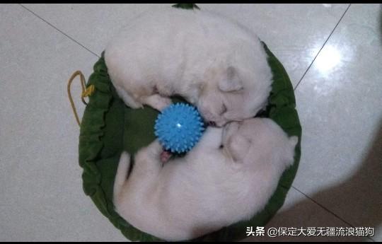狗狗:为什么有的人养过一次狗狗，狗狗死后就再也不养狗了？