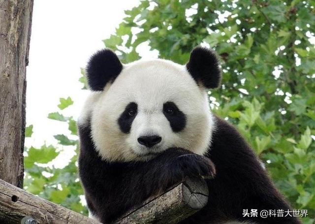 考拉吃什么食物，作为澳大利亚的国宝考拉，为什么没有我国的国宝大熊猫有名