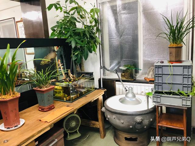 小型宠物有哪些:什么小动物适合家养，占用空间少还不脏的，有哪些？