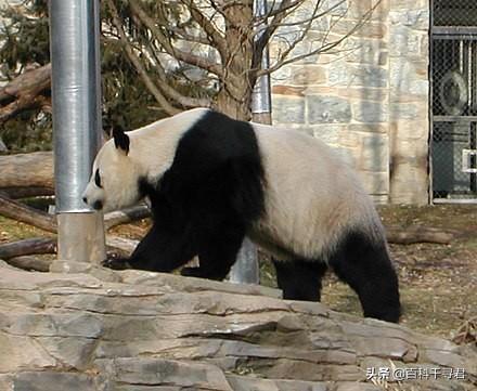大熊猫是猫吗为什么简单说:大熊猫有没有尾巴？为什么名字要叫熊猫呢？