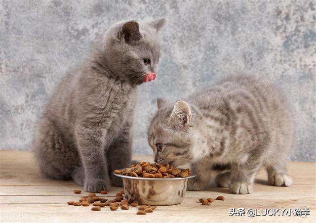 伯爵养猫记:收养了一只流浪猫，很小，有什么养猫方法？ 养猫记作文