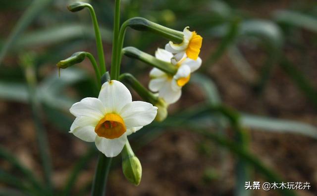 黄水仙 怎么养:怎么让水仙花开的时间长？