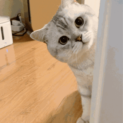 家猫:在家里称王的猫咪，出来就怂的不行是为什么？