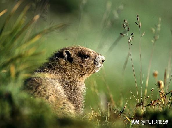 宜宾地震发现大蛇:四川又地震了，你们经历过什么样的地震？