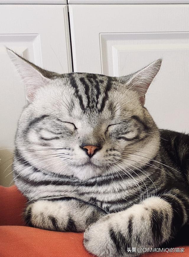 美短公猫发腮是什么意思:美短公猫发腮最佳时间 猫咪一般会在什么时候长出猫腮？如何照顾这个时候的猫比较好？