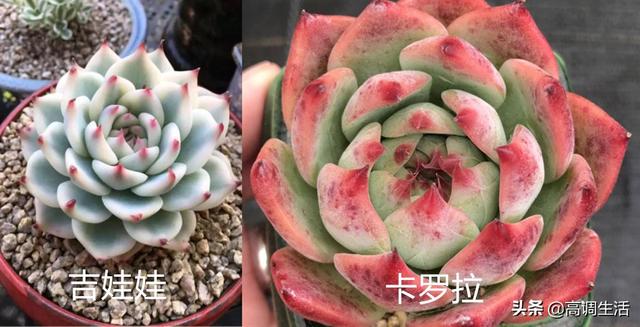 多肉大和锦怎么养:多肉大和锦怎么养才能爆盆 多肉静夜，棱镜，吉娃娃，卡罗拉，怎么区别？