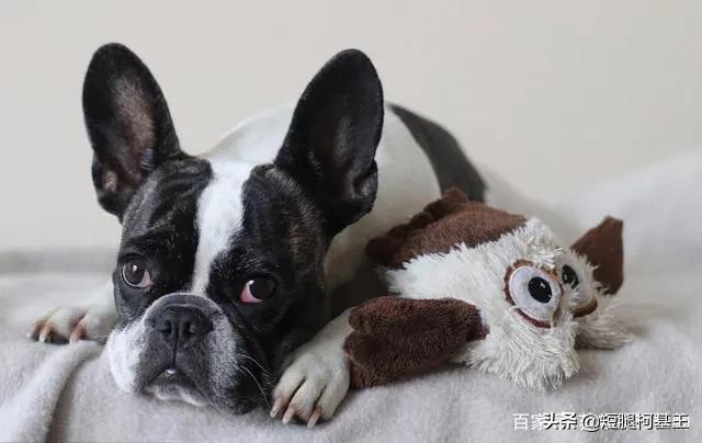 法牛犬:饲养法国斗牛犬要注意什么？