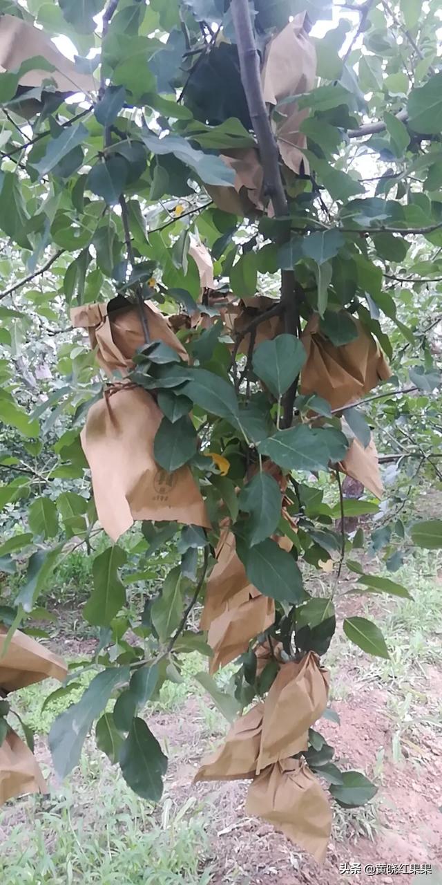 农村的田间除了苦苦菜,还有哪些野菜？哪一种更好吃？