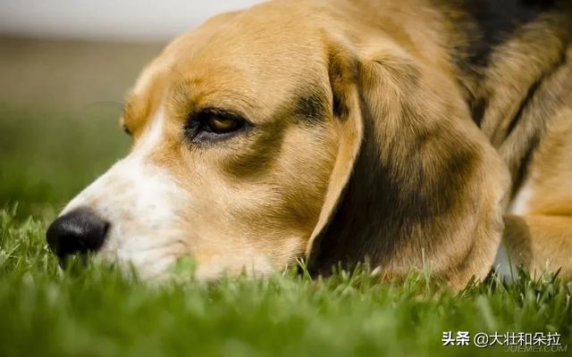 无脖牧羊犬遭弃 腾讯:公狗阉割好还是不阉割好？