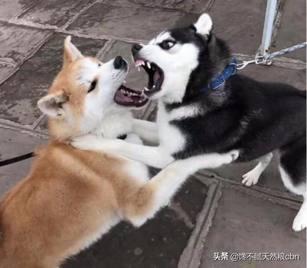 秋田犬好养吗知乎:秋田犬为什么被禁养 忠犬八公秋田犬为什么这么少人饲养？不受大家欢迎的原因是什么？