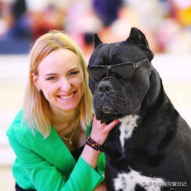 土佐斗犬能养吗:土佐犬一开始培育出来的目的是什么？为什么？