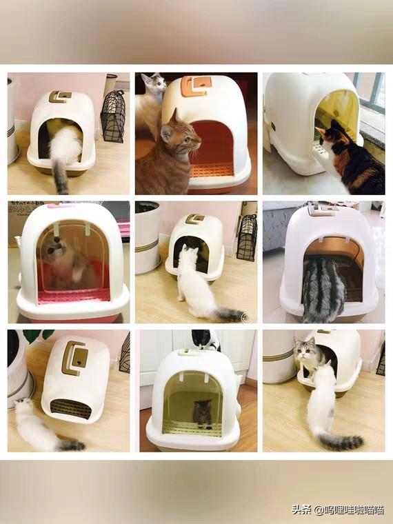 猫咪弓形虫疫苗打几针:被猫咬到手要去打狂犬疫苗吗？