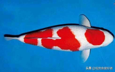 锦鲤图片:锦鲤图片求好运九张图 锦鲤和锦鲫有什么区别，对比图片？
