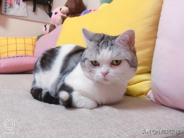 怎么确定猫认主人了?:如果自家的猫咪跑丢了，再遇见它，它会认识你吗？