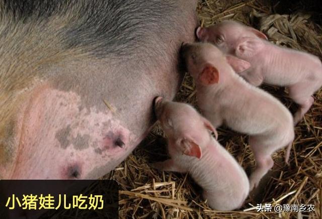 拉稀喝庆大霉素的作用:仔猪吃初乳前口服什么药防腹泻？