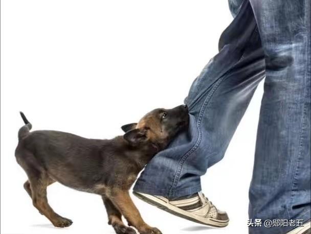什么是白眼狼图片大全:讽刺白眼狼图片大全 白眼狼之意一般都懂，但你觉得叫人家白眼狼之时，你有资格吗？