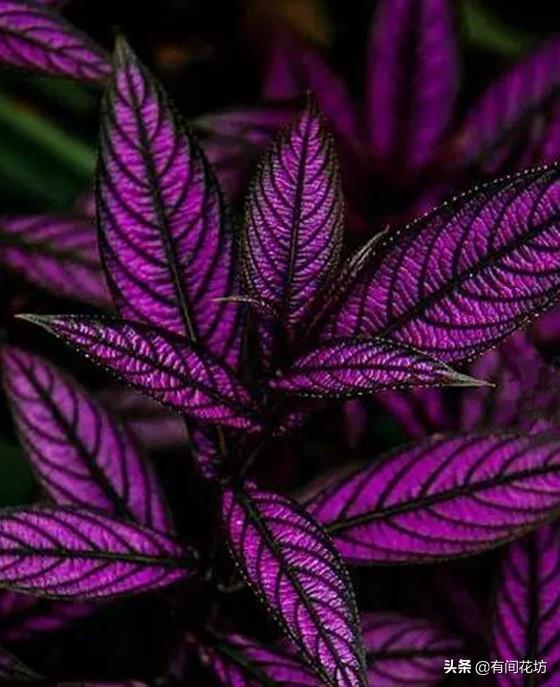 彩叶草怎么种:彩叶草怎么种植 彩叶草，叶片色彩鲜艳而丰富，盆栽要如何管理呢？