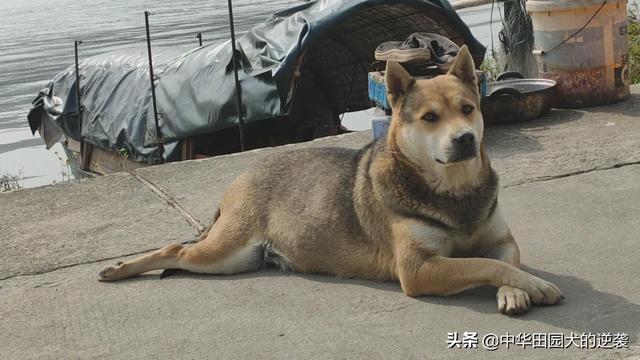 宠物犬图片中华田园犬:你们为什么喜欢中华田园犬？中华田园犬和名贵犬你们要哪个？