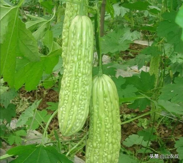 头条问答 种植的苦瓜出现裂瓜 化瓜的原因是什么 应该怎么防治 Iam甄探的回答 0赞