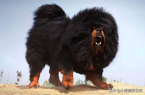 阿根廷杜高犬性格介绍:杜高犬和罗威纳搏斗，谁的胜算更大一些？ 阿根廷杜高犬图片