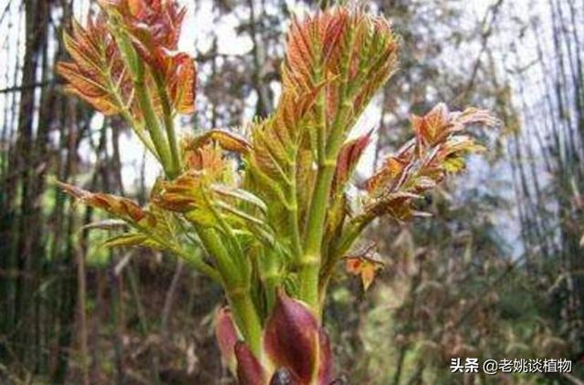 木天蓼子图片:农村树上的野菜“刺老芽”，有什么作用？