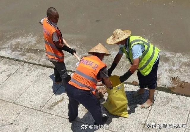 东莞环卫工人带宠物鸭扫大街:城市里如何解决宠物狗街上随意造脏难题？