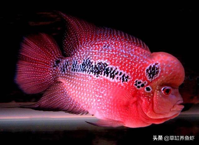 淘宝贼喜欢罗汉鱼论坛首页:罗汉鱼喜欢趴缸是什么情况？