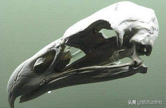 孔子鸟化石最新发现:从“牙尖嘴利”到“无齿之徒”，鸟类到底经历了什么？