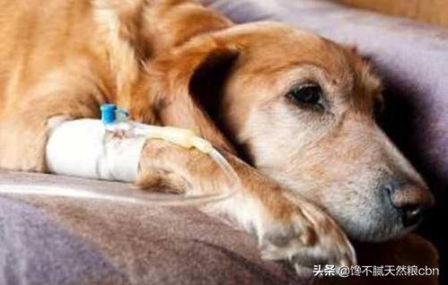 莱姆病症状有什么:抗莱姆病有什么真症状 引起狗狗肾衰竭的原因有哪些？该怎么预防？