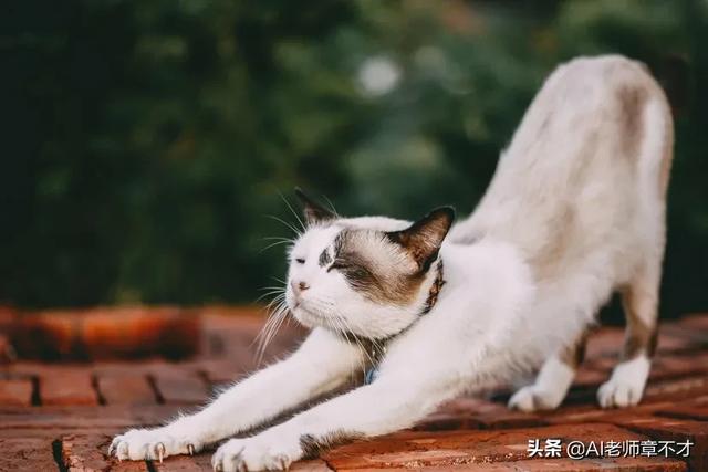 波斯猫在行动:猫身上最柔软的部位在哪？会不会一碰就死？