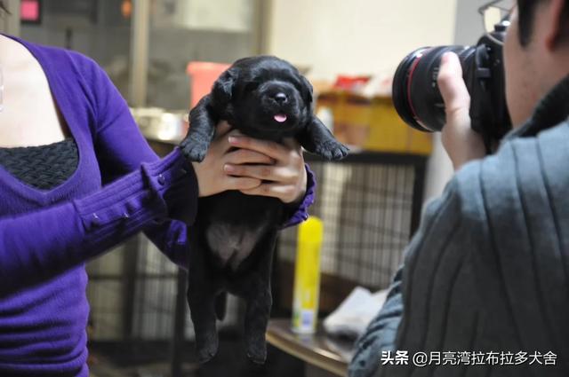小孩 狗:家里的狗狗和宝宝睡在一起，需要注意什么？