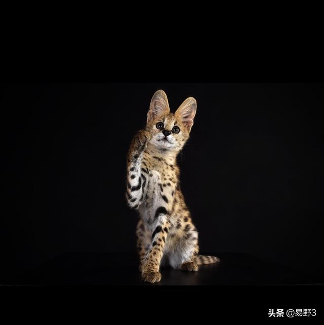 宠物猫科动物:最漂亮的猫科动物和最漂亮的犬科动物都是哪个？