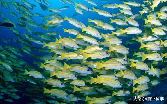 灭绝的动物大象鸟:地球生物种群不断灭绝，该如何处理解决这个问题？