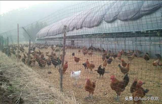 室外环境消毒:农村散养鸡舍及活动场所怎么长期消毒？