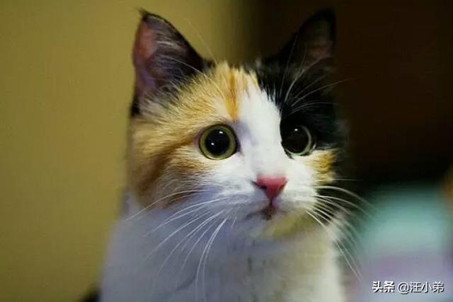 猫六:你身边养了六年以上的猫猫都怎么样了？