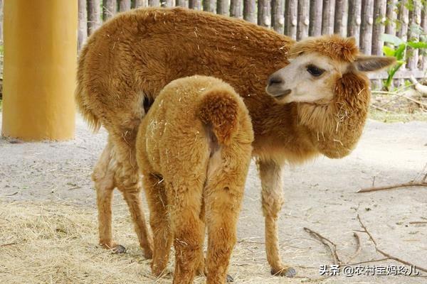 羊驼为什么叫草泥马，内蒙古为什么不大量发展养殖羊驼