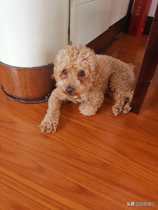 宠物店的金毛犬好养吗:第一次养金毛需要注意什么？
