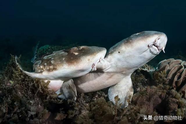 鲨鱼为什么是单性繁殖，鲨鱼是在怎样的环境中孵化的鲨鱼蛋的孵化过程是怎样的