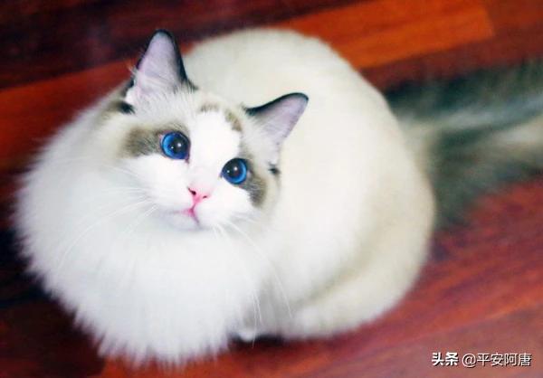 布偶猫园:布偶猫品种介绍与图解 为什么布偶猫会那么贵？布偶猫会不会成为下一个藏獒呢？