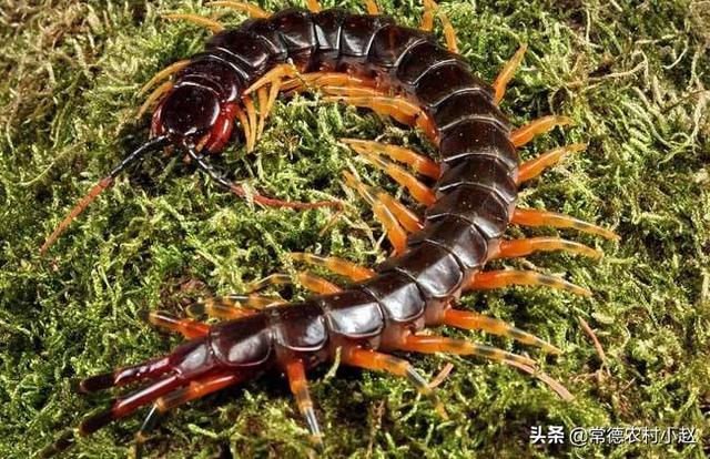 秘鲁巨人蜈蚣:除了人类，谁还知道蝙蝠的天敌是谁？求科普介绍下相关知识？
