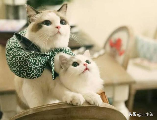 看见公猫端母猫:公猫养大之后，真的因为去寻找母猫而再也不回家嘛？