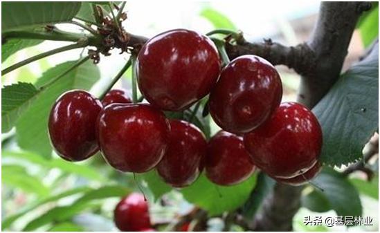 秋田蕗南方能种吗:车厘子适合在南方种植吗？怎么种植好？