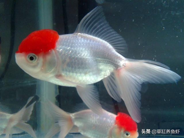 观赏鱼鱼缸:魚缸底上金魚扎堆是啥病哪？喂啥药哪？