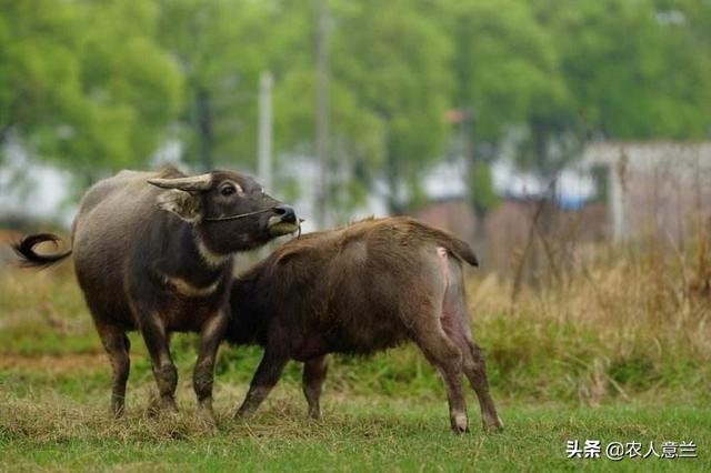 红腹锦鸡养殖前景愁卖:农村养殖什么最具有长远价值？