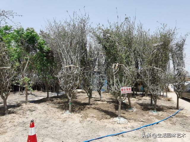 四季海棠小苗:盆栽四季海棠的花苞小而少，可以喷磷酸二氢钾来促花吗？